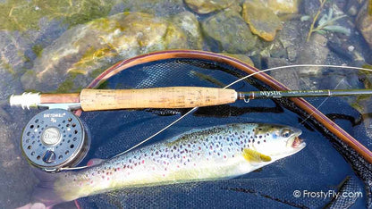 Cockchafer Fly in Action