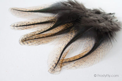 Coq de Leon Colgaderas Feathers - Pardo Langareto di Verano