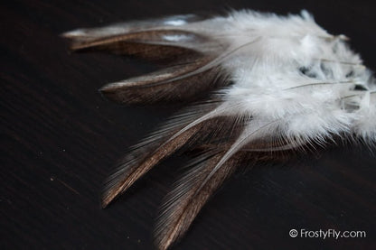 Coq de Leon Colgaderas Feathers