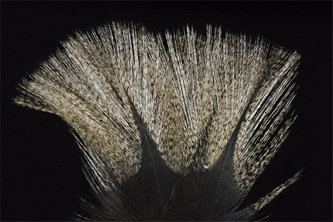 Coq de Leon Colgaderas Feathers - Pardo Flor de Escoba