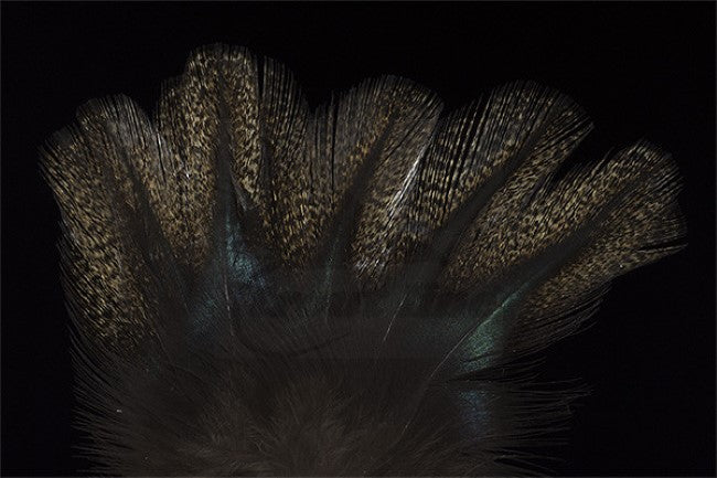 Coq de Leon Colgaderas Feathers - Pardo Corzuno Medio