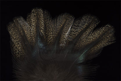 Coq de Leon Colgaderas Feathers - Pardo Corzuno Medio