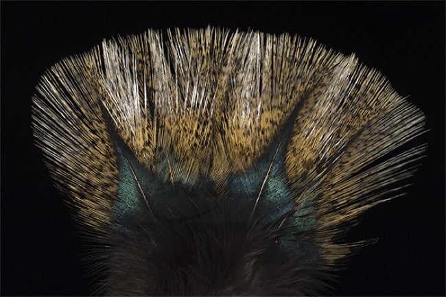 Coq de Leon Colgaderas Feathers - Indio Medio