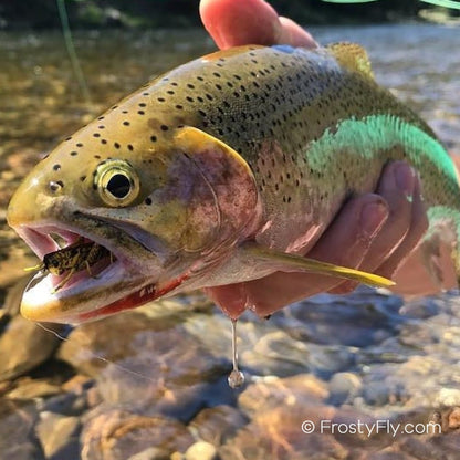 Brown trout loving the hopper