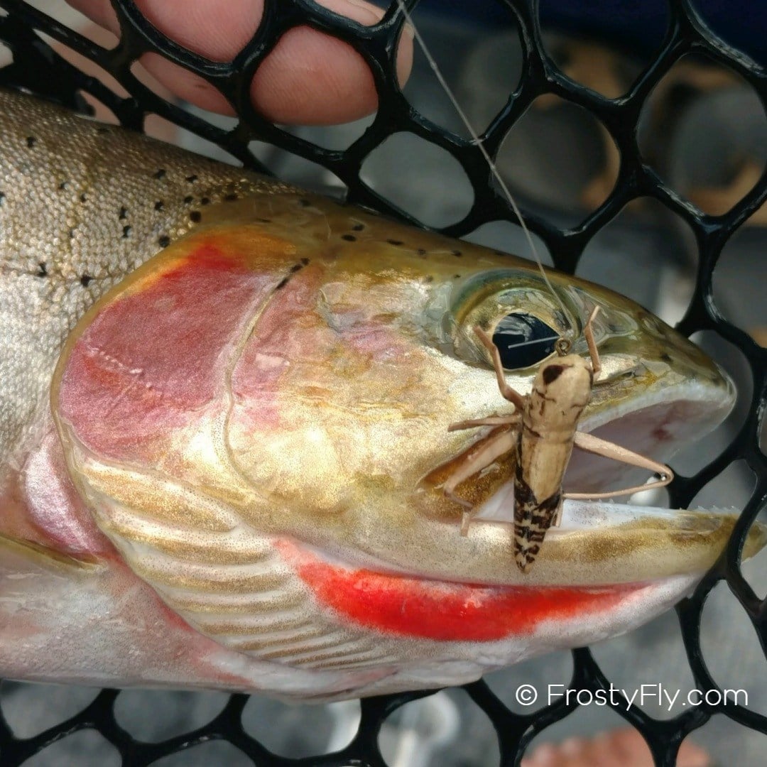 Brook trout caught on a realistic hopper