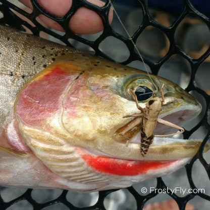 Brook trout caught on a realistic hopper