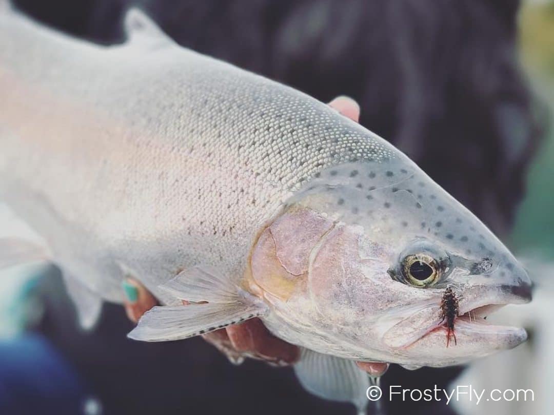Beautiful trout caught on a Hemingway's Dark Realistic Stonefly Nymph
