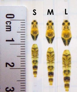 Hemingway's Realistic Ephemera Danica Nymph Buds & Back - Small, Medium & Large