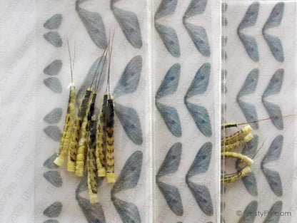 Realistic Ephemera Danica Set - Tube Body & Wings - 6 Sets