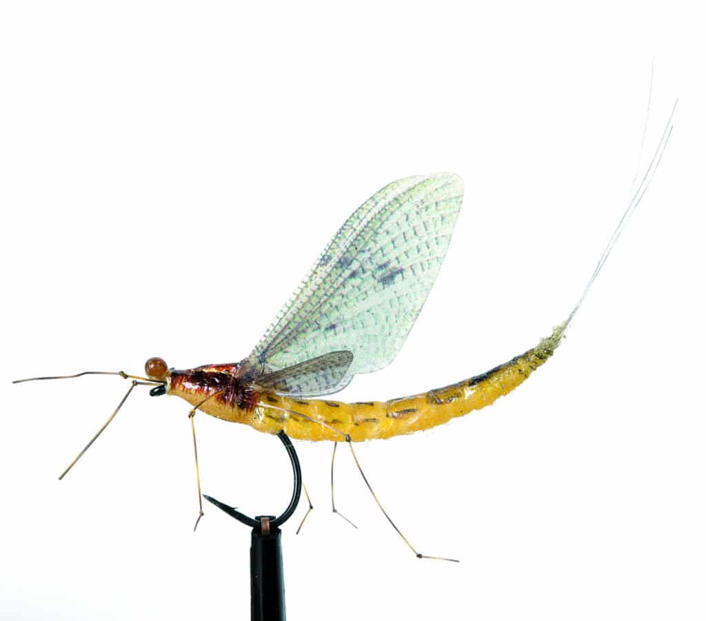 Ephemera Danica Yellow