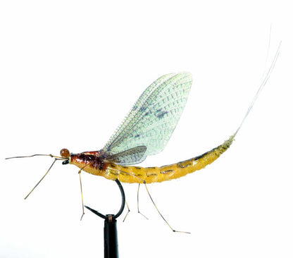 Ephemera Danica Yellow