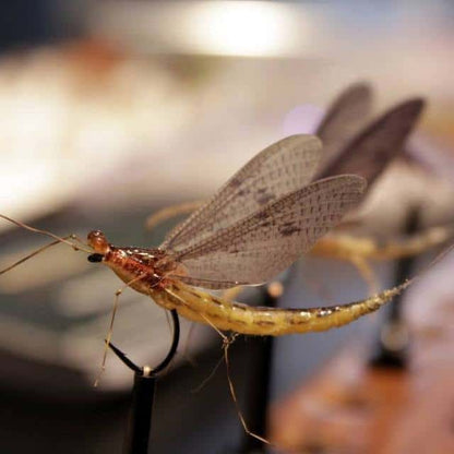Realistic Mayfly Wings