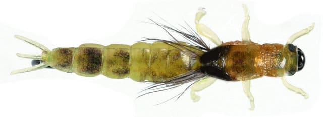 Ephemera Danica Nymph