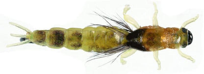 Ephemera Danica Nymph