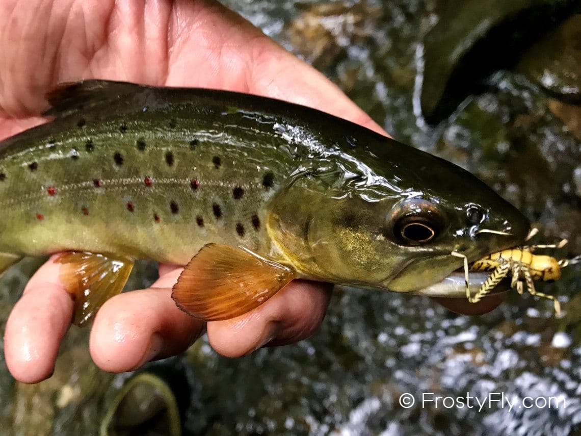Bream loving the hopper