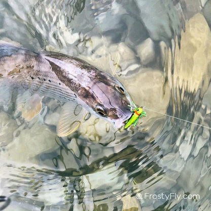 Beautiful trout caught on a realistic hopper