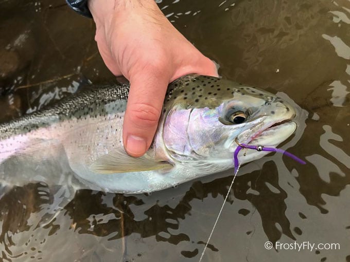 Frosty Fly Wiggly Worm Bodies
