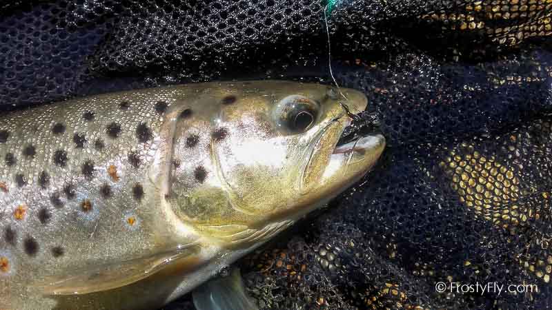 Frosty Fly's Realistic Big Black Flying Ant in Action