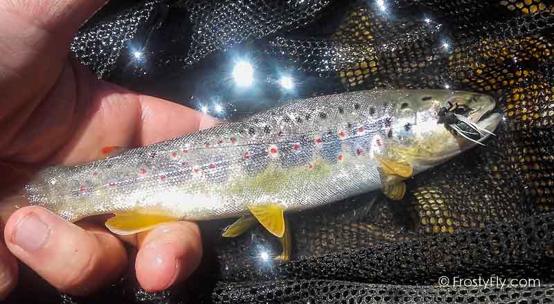 Frosty Fly's Realistic Big Black Flying Ant in Action