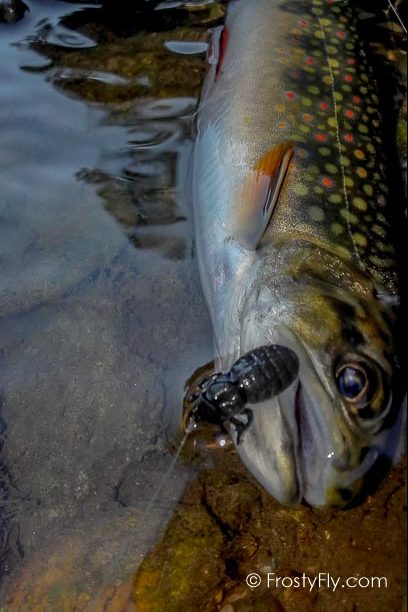 Frosty Fly's Realistic Black Bug Fly in Action