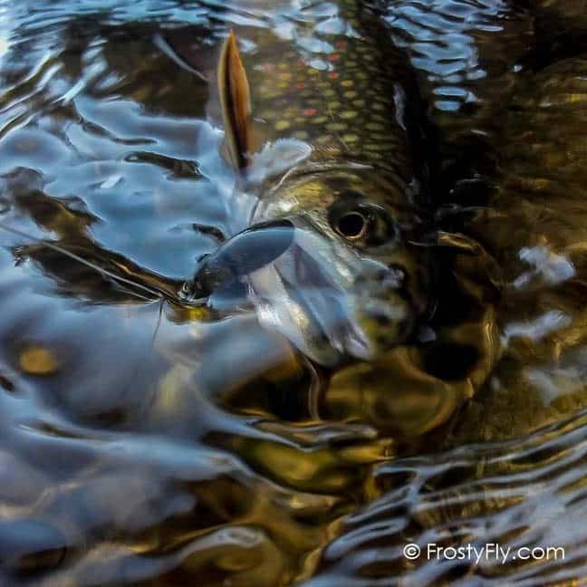 Frosty Fly's Realistic Black Bug Fly in Action