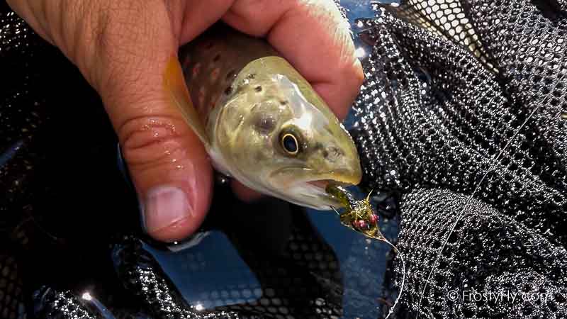 Frosty Fly's Realistic Caddis Emerger Fly in Action