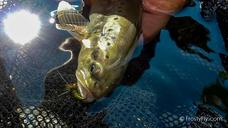 Frosty Fly's Realistic Caddis Emerger Fly in Action