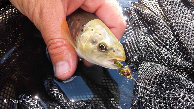 Frosty Fly's Realistic Caddis Emerger in Action!