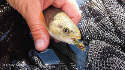 Frosty Fly's Realistic Caddis Emerger in Action!