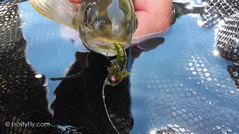 Frosty Fly's Realistic Caddis Emerger was too tasty to pass up!