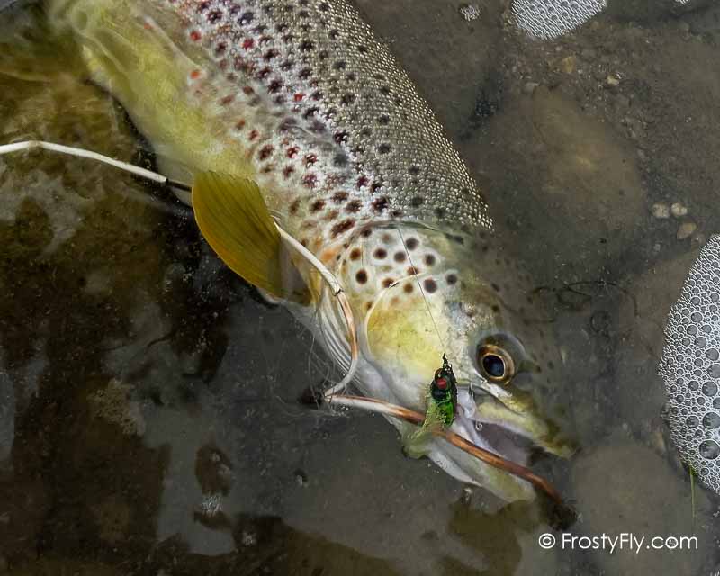 Frosty Fly's Realistic Cicada Fly in Action