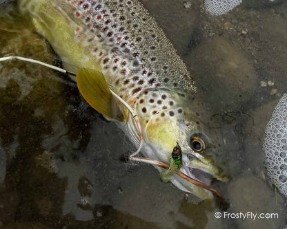 Frosty Fly's Realistic Cicada Fly in Action