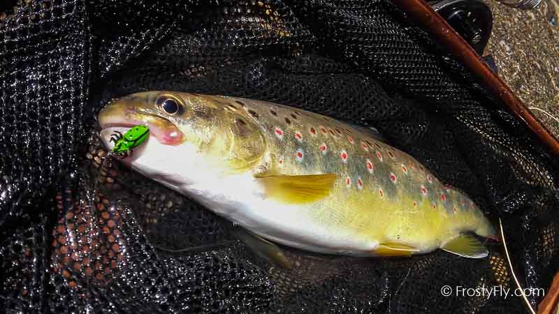 Frosty Fly's Realistic Green Ladybug in Action