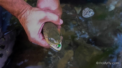 Frosty Fly's Realistic Green Ladybug in Action