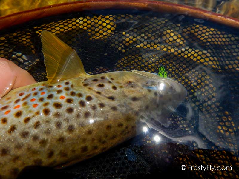 Frosty Fly's Realistic Green Ladybug in Action