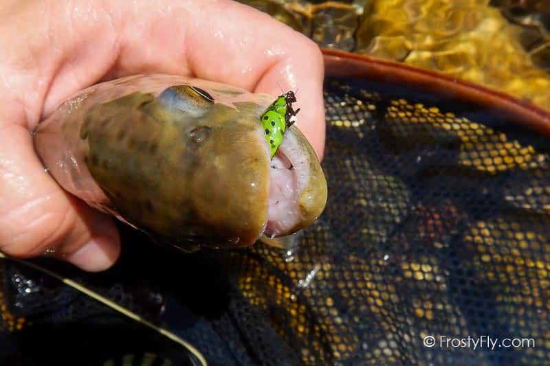 Frosty Fly's Realistic Green Ladybug in Action
