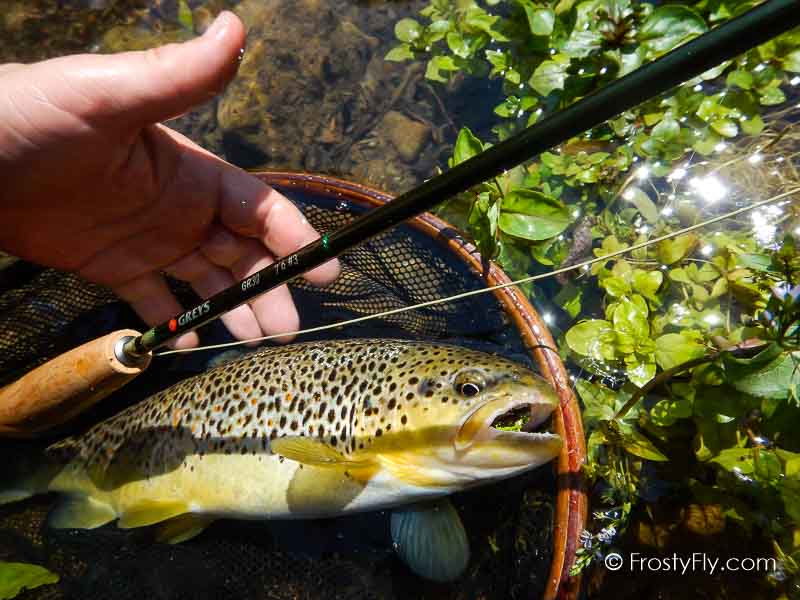 Frosty Fly's Realistic Green Ladybug in Action