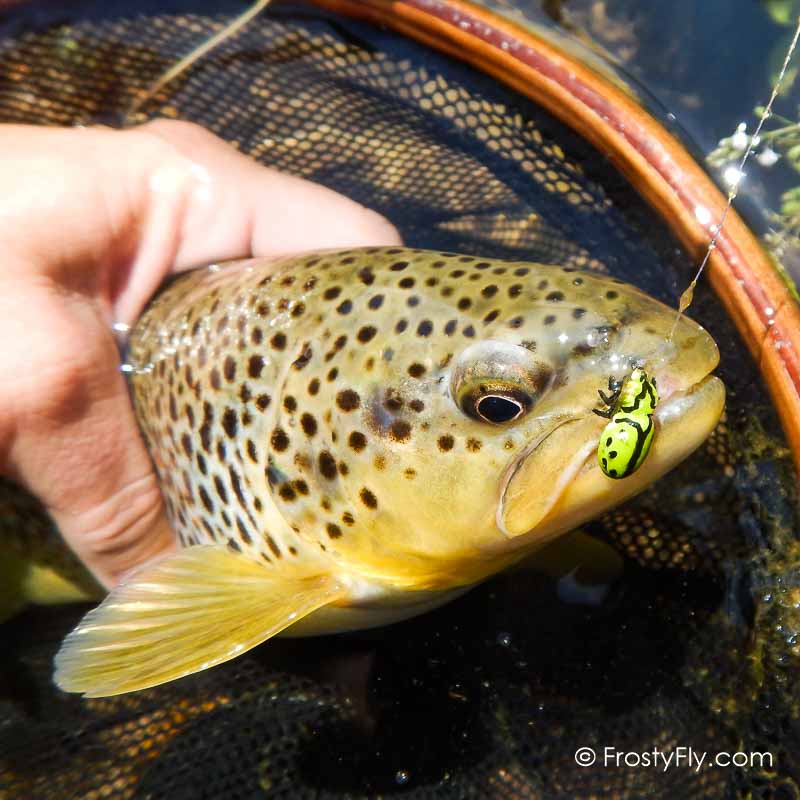 Frosty Fly's Realistic Green Ladybug in Action