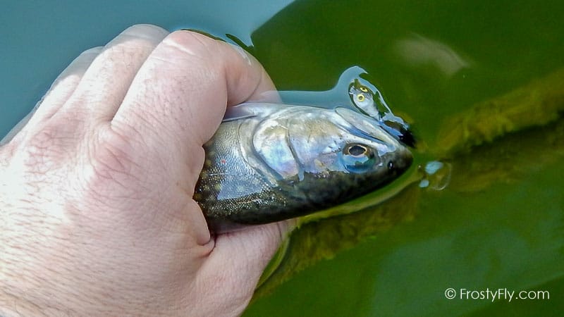 Realistic Tadpole Fly - Taddy - Brown