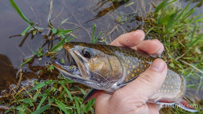 Frosty Fly's Realistic Tadpole Fly - Taddy in Action
