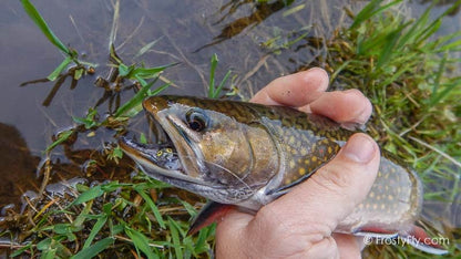 Frosty Fly's Realistic Tadpole Fly - Taddy in Action