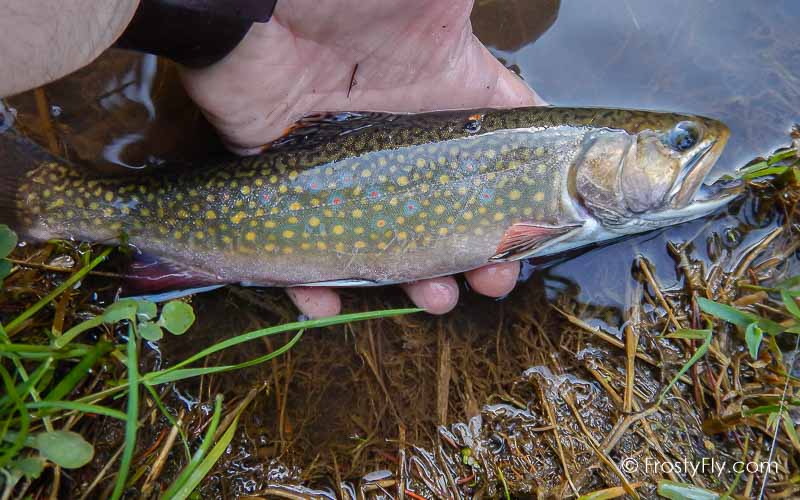 Realistic Tadpole Fly - Taddy - Black