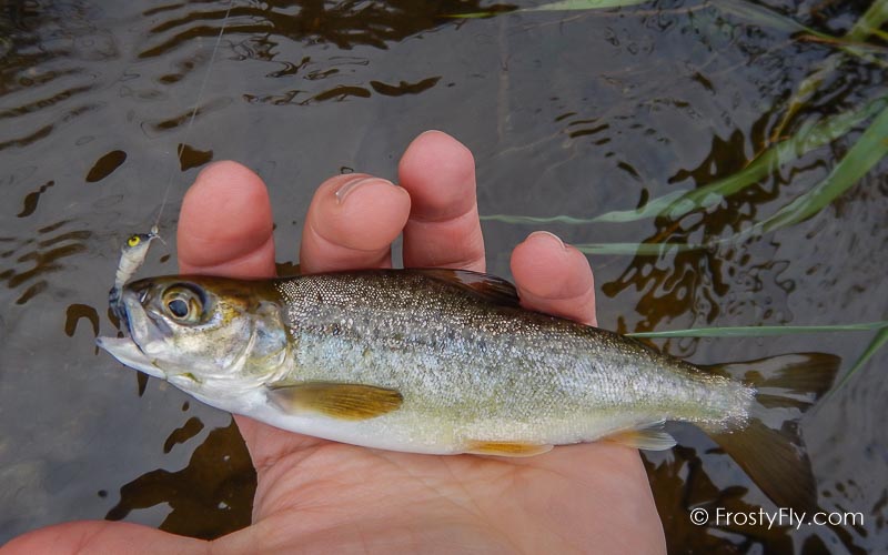 Realistic Tadpole Fly - Taddy - Brown