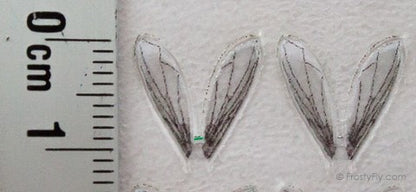 Realistic Bottle Fly Wings
