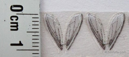 Realistic Bottle Fly Wings