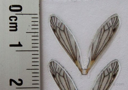 Realistic Crane Fly Wings