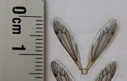 Realistic Crane Fly Wings