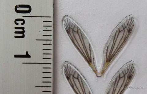 Realistic Crane Fly Wings