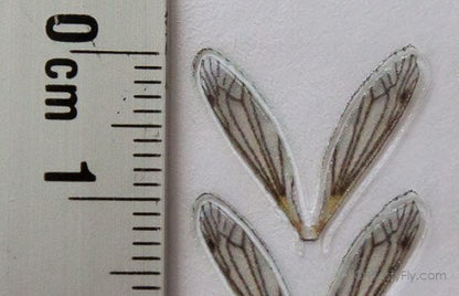 Realistic Crane Fly Wings