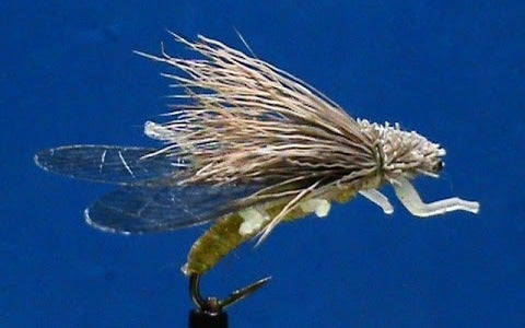 Golden Stonefly